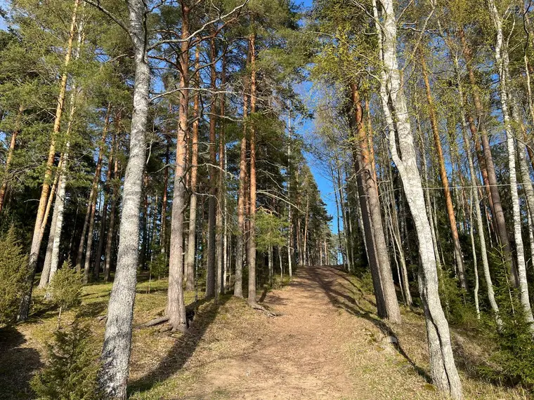 Йога в парке
